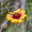Gaillardia or 'blanket flower'